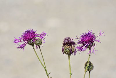 Close-up of thistle flowers against blurred background