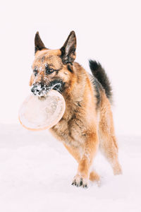 Close-up of dog on snow