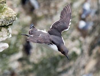 Close-up of bird flying