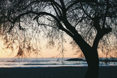 Tree on beach against sky during sunset