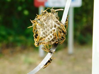 Close-up of bee on a leaf