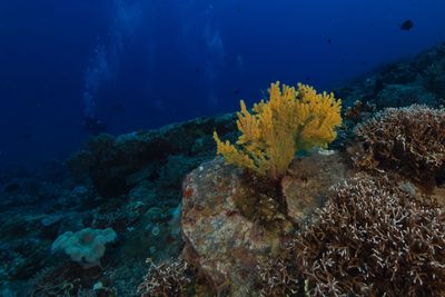 View of coral swimming in sea