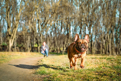 French bulldog dog running in the park in a sunny day