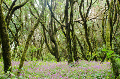 Scenic view of flowering trees in forest