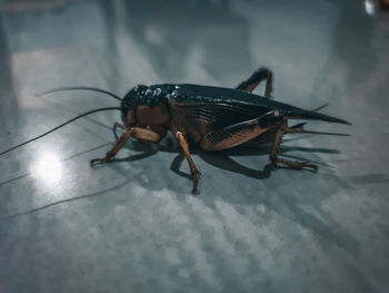 Close-up of insect on floor