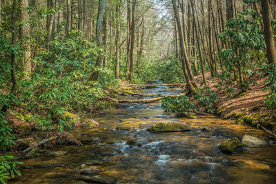 Stream amidst trees in forest