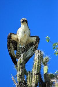 Low angle view of eagle perching on branch against blue sky