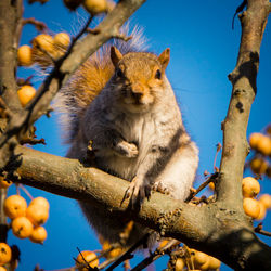 Squirrel on tree branch against sky