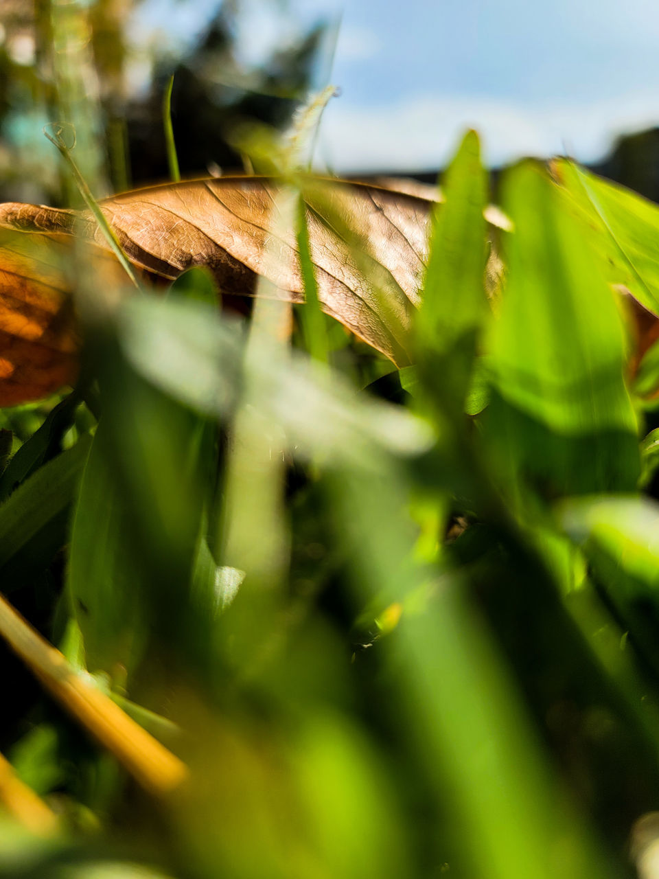 green, nature, grass, plant, sunlight, leaf, macro photography, plant part, flower, selective focus, no people, close-up, growth, yellow, agriculture, land, environment, beauty in nature, food, outdoors, day, branch, food and drink, field, landscape, tree, crop, sky, rural scene, meadow, insect, freshness