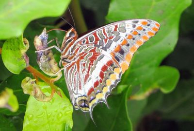 Close-up of butterfly on leaf