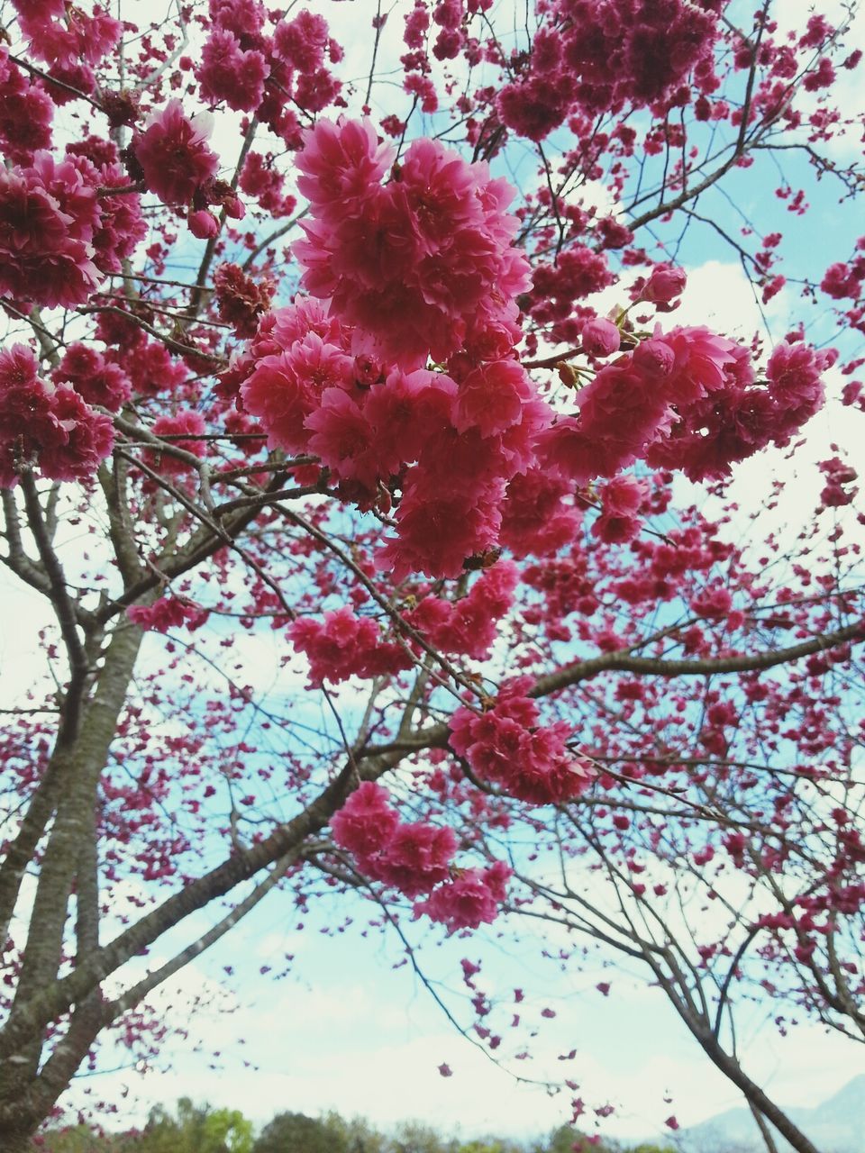 tree, low angle view, branch, flower, growth, freshness, beauty in nature, nature, pink color, fragility, sky, blossom, cherry tree, day, outdoors, springtime, clear sky, cherry blossom, in bloom, no people