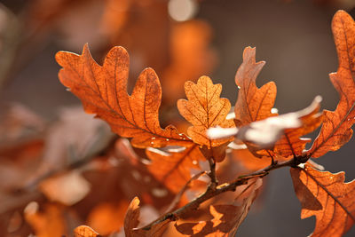 Close-up of dried autumn leaves