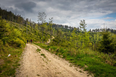 Road amidst trees against sky