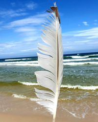 Scenic view of feather on beach against sky