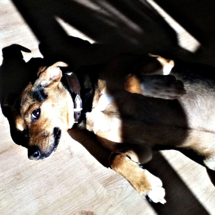 dog, animal themes, domestic animals, pets, indoors, mammal, one animal, looking at camera, high angle view, portrait, relaxation, home interior, close-up, animal head, flooring, brown, loyalty, young animal, hardwood floor, lying down