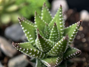 Close-up of succulent plant