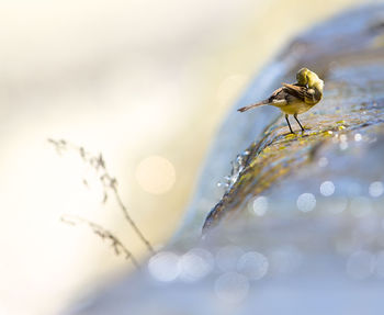 Close-up of insect on plant