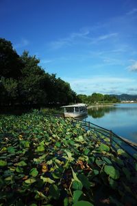 Plants and leaves floating on lake against sky