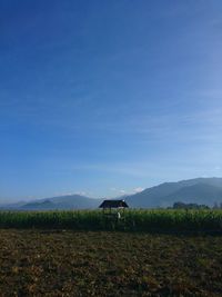 Scenic view of field against blue sky