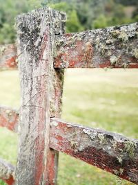 Close-up of old tree trunk