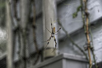 Close-up of spider on web