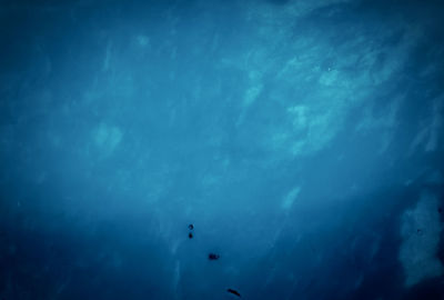 Low angle view of jellyfish swimming in sea