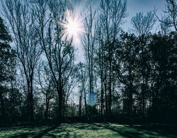 Trees in forest against sky