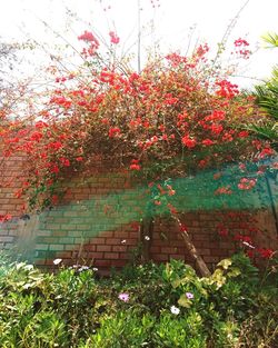 Flowers growing on tree