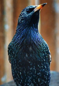 Close-up of bird