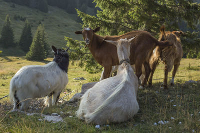 Horses in a field