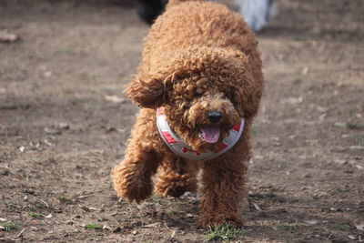 Portrait of dog sitting on land