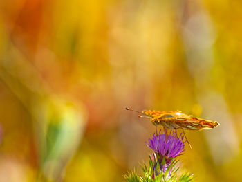 Close-up of butterfly perching on flower