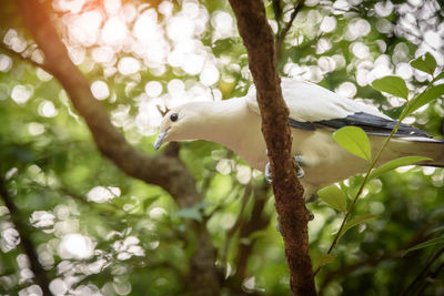Low angle view of white bird perching on tree