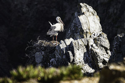 View of bird perching on rock