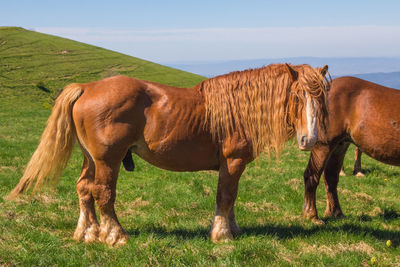 Horses in a field