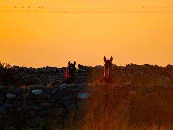 View of two horses on landscape during sunset