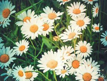 Close-up of white daisy flowers