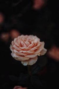 Close-up of rose roses against black background