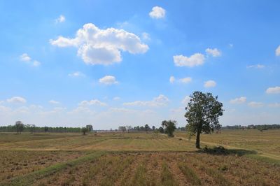 Scenic view of agricultural field against sky