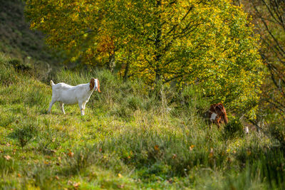 View of a dog on grassland