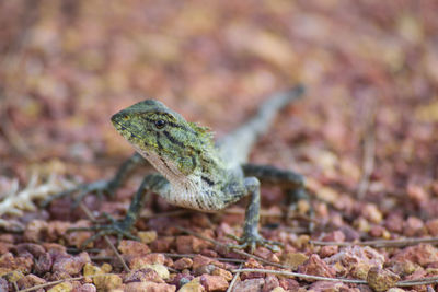 Close-up of lizard