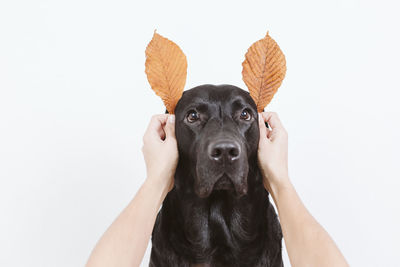 Portrait of black dog against white background