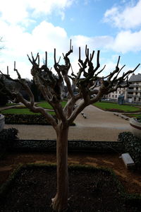 Tree against sky