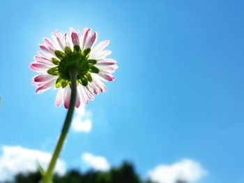 Low angle view of flowers blooming against blue sky