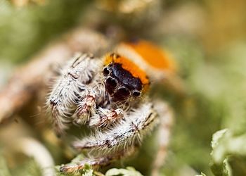 Close-up of spider