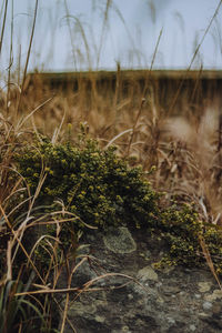 Plants growing on land