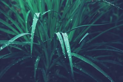 Close-up of raindrops on grass