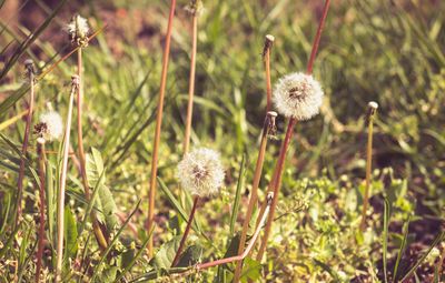 Close-up of flower growing in field
