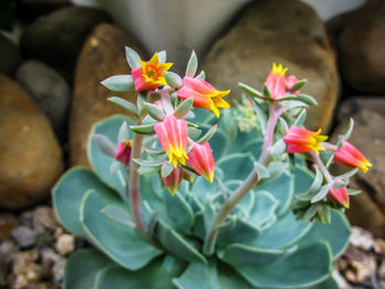 Close-up of pink flowers