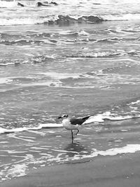 Seagulls swimming in lake